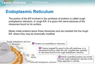 Lesson Overview Cell Structure
Endoplasmic Reticulum
The portion of the ER involved in the synthesis of proteins is called rough
endoplasmic reticulum, or rough ER. It is given this name because of the
ribosomes found on its surface.
Newly made proteins leave these ribosomes and are inserted into the rough
ER, where they may be chemically modified.
 
