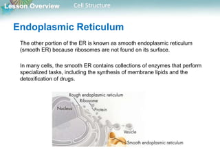Lesson Overview Cell Structure
Endoplasmic Reticulum
The other portion of the ER is known as smooth endoplasmic reticulum
(smooth ER) because ribosomes are not found on its surface.
In many cells, the smooth ER contains collections of enzymes that perform
specialized tasks, including the synthesis of membrane lipids and the
detoxification of drugs.
 