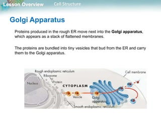 Lesson Overview Cell Structure
Golgi Apparatus
Proteins produced in the rough ER move next into the Golgi apparatus,
which appears as a stack of flattened membranes.
The proteins are bundled into tiny vesicles that bud from the ER and carry
them to the Golgi apparatus.
 