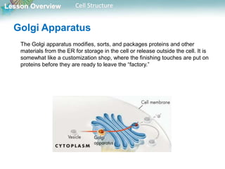 Lesson Overview Cell Structure
The Golgi apparatus modifies, sorts, and packages proteins and other
materials from the ER for storage in the cell or release outside the cell. It is
somewhat like a customization shop, where the finishing touches are put on
proteins before they are ready to leave the “factory.”
Golgi Apparatus
 
