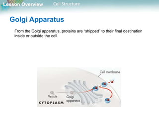 Lesson Overview Cell Structure
From the Golgi apparatus, proteins are “shipped” to their final destination
inside or outside the cell.
Golgi Apparatus
 