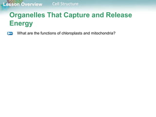Lesson Overview Cell Structure
Organelles That Capture and Release
Energy
What are the functions of chloroplasts and mitochondria?
 