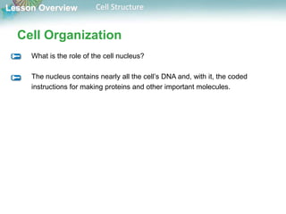 Lesson Overview Cell Structure
Cell Organization
What is the role of the cell nucleus?
The nucleus contains nearly all the cell’s DNA and, with it, the coded
instructions for making proteins and other important molecules.
 