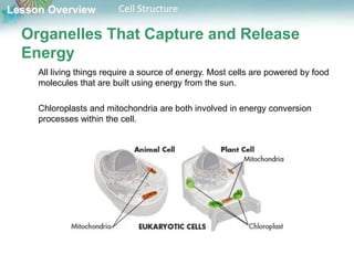 Lesson Overview Cell Structure
Organelles That Capture and Release
Energy
All living things require a source of energy. Most cells are powered by food
molecules that are built using energy from the sun.
Chloroplasts and mitochondria are both involved in energy conversion
processes within the cell.
 