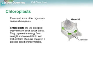 Lesson Overview Cell Structure
Chloroplasts
Plants and some other organisms
contain chloroplasts.
Chloroplasts are the biological
equivalents of solar power plants.
They capture the energy from
sunlight and convert it into food
that contains chemical energy in a
process called photosynthesis.
 