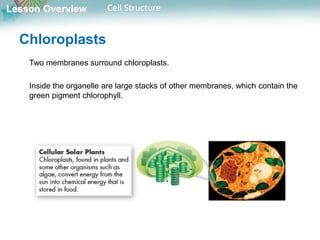 Lesson Overview Cell Structure
Chloroplasts
Two membranes surround chloroplasts.
Inside the organelle are large stacks of other membranes, which contain the
green pigment chlorophyll.
 