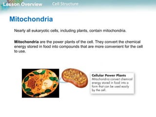 Lesson Overview Cell Structure
Mitochondria
Nearly all eukaryotic cells, including plants, contain mitochondria.
Mitochondria are the power plants of the cell. They convert the chemical
energy stored in food into compounds that are more convenient for the cell
to use.
 