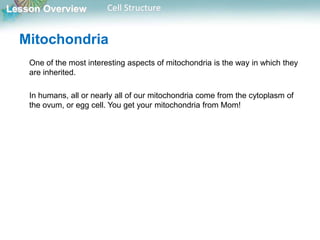 Lesson Overview Cell Structure
Mitochondria
One of the most interesting aspects of mitochondria is the way in which they
are inherited.
In humans, all or nearly all of our mitochondria come from the cytoplasm of
the ovum, or egg cell. You get your mitochondria from Mom!
 