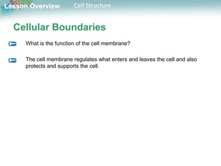 Lesson Overview Cell Structure
Cellular Boundaries
What is the function of the cell membrane?
The cell membrane regulates what enters and leaves the cell and also
protects and supports the cell.
 