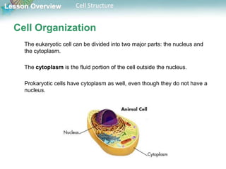 Lesson Overview Cell Structure
Cell Organization
The eukaryotic cell can be divided into two major parts: the nucleus and
the cytoplasm.
The cytoplasm is the fluid portion of the cell outside the nucleus.
Prokaryotic cells have cytoplasm as well, even though they do not have a
nucleus.
 
