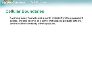 Lesson Overview Cell Structure
Cellular Boundaries
A working factory has walls and a roof to protect it from the environment
outside, and also to serve as a barrier that keeps its products safe and
secure until they are ready to be shipped out.
 
