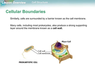 Lesson Overview Cell Structure
Cellular Boundaries
Similarly, cells are surrounded by a barrier known as the cell membrane.
Many cells, including most prokaryotes, also produce a strong supporting
layer around the membrane known as a cell wall.
 
