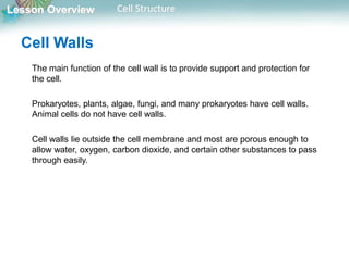 Lesson Overview Cell Structure
Cell Walls
The main function of the cell wall is to provide support and protection for
the cell.
Prokaryotes, plants, algae, fungi, and many prokaryotes have cell walls.
Animal cells do not have cell walls.
Cell walls lie outside the cell membrane and most are porous enough to
allow water, oxygen, carbon dioxide, and certain other substances to pass
through easily.
 
