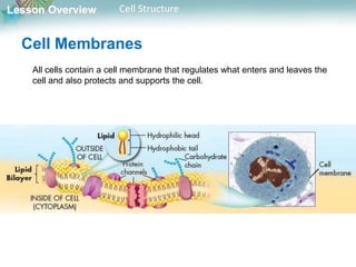Lesson Overview Cell Structure
Cell Membranes
All cells contain a cell membrane that regulates what enters and leaves the
cell and also protects and supports the cell.
 