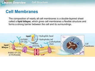 Lesson Overview Cell Structure
Cell Membranes
The composition of nearly all cell membranes is a double-layered sheet
called a lipid bilayer, which gives cell membranes a flexible structure and
forms a strong barrier between the cell and its surroundings.
 