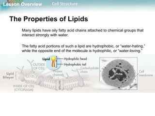 Lesson Overview Cell Structure
The Properties of Lipids
Many lipids have oily fatty acid chains attached to chemical groups that
interact strongly with water.
The fatty acid portions of such a lipid are hydrophobic, or “water-hating,”
while the opposite end of the molecule is hydrophilic, or “water-loving.”
 