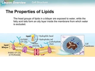 Lesson Overview Cell Structure
The Properties of Lipids
The head groups of lipids in a bilayer are exposed to water, while the
fatty acid tails form an oily layer inside the membrane from which water
is excluded.
 