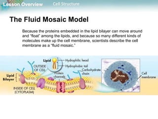 Lesson Overview Cell Structure
The Fluid Mosaic Model
Because the proteins embedded in the lipid bilayer can move around
and “float” among the lipids, and because so many different kinds of
molecules make up the cell membrane, scientists describe the cell
membrane as a “fluid mosaic.”
 