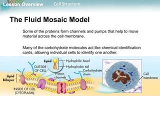 Lesson Overview Cell Structure
The Fluid Mosaic Model
Some of the proteins form channels and pumps that help to move
material across the cell membrane.
Many of the carbohydrate molecules act like chemical identification
cards, allowing individual cells to identify one another.
 