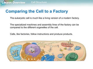 Lesson Overview Cell Structure
Comparing the Cell to a Factory
The eukaryotic cell is much like a living version of a modern factory.
The specialized machines and assembly lines of the factory can be
compared to the different organelles of the cell.
Cells, like factories, follow instructions and produce products.
 