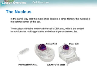 Lesson Overview Cell Structure
The Nucleus
In the same way that the main office controls a large factory, the nucleus is
the control center of the cell.
The nucleus contains nearly all the cell’s DNA and, with it, the coded
instructions for making proteins and other important molecules.
 