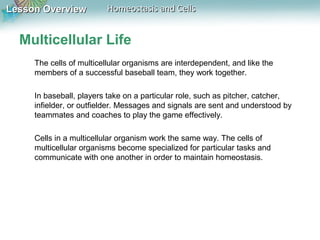 Lesson OverviewLesson Overview Homeostasis and CellsHomeostasis and Cells
Multicellular Life
The cells of multicellular organisms are interdependent, and like the
members of a successful baseball team, they work together.
In baseball, players take on a particular role, such as pitcher, catcher,
infielder, or outfielder. Messages and signals are sent and understood by
teammates and coaches to play the game effectively.
Cells in a multicellular organism work the same way. The cells of
multicellular organisms become specialized for particular tasks and
communicate with one another in order to maintain homeostasis.
 