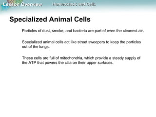Lesson OverviewLesson Overview Homeostasis and CellsHomeostasis and Cells
Specialized Animal Cells
Particles of dust, smoke, and bacteria are part of even the cleanest air.
Specialized animal cells act like street sweepers to keep the particles
out of the lungs.
These cells are full of mitochondria, which provide a steady supply of
the ATP that powers the cilia on their upper surfaces.
 