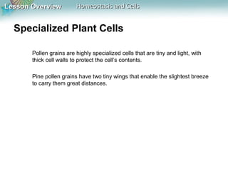 Lesson OverviewLesson Overview Homeostasis and CellsHomeostasis and Cells
Specialized Plant Cells
Pollen grains are highly specialized cells that are tiny and light, with
thick cell walls to protect the cell’s contents.
Pine pollen grains have two tiny wings that enable the slightest breeze
to carry them great distances.
 