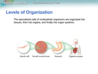 Lesson OverviewLesson Overview Homeostasis and CellsHomeostasis and Cells
Levels of Organization
The specialized cells of multicellular organisms are organized into
tissues, then into organs, and finally into organ systems.
 