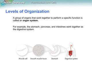 Lesson OverviewLesson Overview Homeostasis and CellsHomeostasis and Cells
A group of organs that work together to perform a specific function is
called an organ system.
For example, the stomach, pancreas, and intestines work together as
the digestive system.
Levels of Organization
 