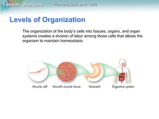 Lesson OverviewLesson Overview Homeostasis and CellsHomeostasis and Cells
Levels of Organization
The organization of the body’s cells into tissues, organs, and organ
systems creates a division of labor among those cells that allows the
organism to maintain homeostasis.
 