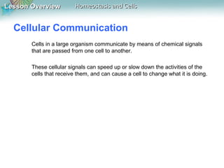 Lesson OverviewLesson Overview Homeostasis and CellsHomeostasis and Cells
Cellular Communication
Cells in a large organism communicate by means of chemical signals
that are passed from one cell to another.
These cellular signals can speed up or slow down the activities of the
cells that receive them, and can cause a cell to change what it is doing.
 