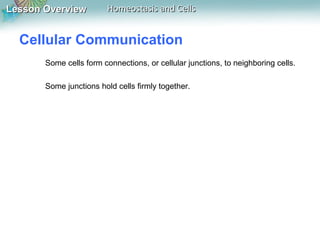 Lesson OverviewLesson Overview Homeostasis and CellsHomeostasis and Cells
Cellular Communication
Some cells form connections, or cellular junctions, to neighboring cells.
Some junctions hold cells firmly together.
 