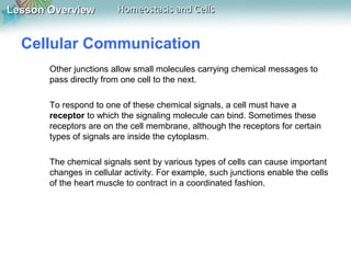 Lesson OverviewLesson Overview Homeostasis and CellsHomeostasis and Cells
Cellular Communication
Other junctions allow small molecules carrying chemical messages to
pass directly from one cell to the next.
To respond to one of these chemical signals, a cell must have a
receptor to which the signaling molecule can bind. Sometimes these
receptors are on the cell membrane, although the receptors for certain
types of signals are inside the cytoplasm.
The chemical signals sent by various types of cells can cause important
changes in cellular activity. For example, such junctions enable the cells
of the heart muscle to contract in a coordinated fashion.
 