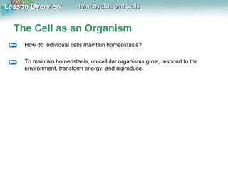 Lesson OverviewLesson Overview Homeostasis and CellsHomeostasis and Cells
The Cell as an Organism
How do individual cells maintain homeostasis?
To maintain homeostasis, unicellular organisms grow, respond to the
environment, transform energy, and reproduce.
 