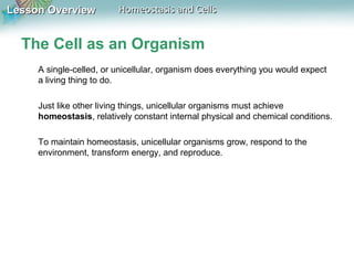 Lesson OverviewLesson Overview Homeostasis and CellsHomeostasis and Cells
The Cell as an Organism
A single-celled, or unicellular, organism does everything you would expect
a living thing to do.
Just like other living things, unicellular organisms must achieve
homeostasis, relatively constant internal physical and chemical conditions.
To maintain homeostasis, unicellular organisms grow, respond to the
environment, transform energy, and reproduce.
 