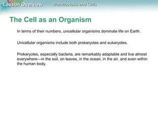 Lesson OverviewLesson Overview Homeostasis and CellsHomeostasis and Cells
The Cell as an Organism
In terms of their numbers, unicellular organisms dominate life on Earth.
Unicellular organisms include both prokaryotes and eukaryotes.
Prokaryotes, especially bacteria, are remarkably adaptable and live almost
everywhere—in the soil, on leaves, in the ocean, in the air, and even within
the human body.
 