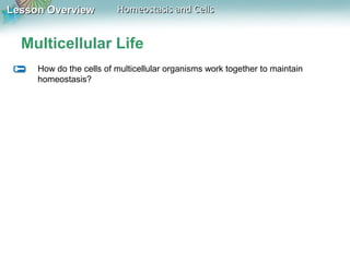 Lesson OverviewLesson Overview Homeostasis and CellsHomeostasis and Cells
Multicellular Life
How do the cells of multicellular organisms work together to maintain
homeostasis?
 