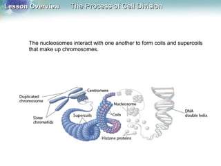 Lesson OverviewLesson Overview The Process of Cell DivisionThe Process of Cell Division
The nucleosomes interact with one another to form coils and supercoils
that make up chromosomes.
 