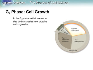 Lesson OverviewLesson Overview The Process of Cell DivisionThe Process of Cell Division
G1 Phase: Cell Growth
In the G1 phase, cells increase in
size and synthesize new proteins
and organelles.
 