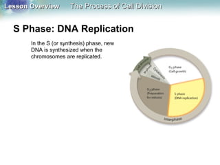 Lesson OverviewLesson Overview The Process of Cell DivisionThe Process of Cell Division
S Phase: DNA Replication
In the S (or synthesis) phase, new
DNA is synthesized when the
chromosomes are replicated.
 