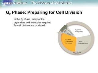 Lesson OverviewLesson Overview The Process of Cell DivisionThe Process of Cell Division
G2 Phase: Preparing for Cell Division
In the G2 phase, many of the
organelles and molecules required
for cell division are produced.
 