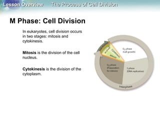 Lesson OverviewLesson Overview The Process of Cell DivisionThe Process of Cell Division
M Phase: Cell Division
In eukaryotes, cell division occurs
in two stages: mitosis and
cytokinesis.
Mitosis is the division of the cell
nucleus.
Cytokinesis is the division of the
cytoplasm.
 