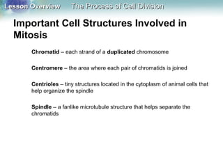Lesson OverviewLesson Overview The Process of Cell DivisionThe Process of Cell Division
Important Cell Structures Involved in
Mitosis
Chromatid – each strand of a duplicated chromosome
Centromere – the area where each pair of chromatids is joined
Centrioles – tiny structures located in the cytoplasm of animal cells that
help organize the spindle
Spindle – a fanlike microtubule structure that helps separate the
chromatids
 