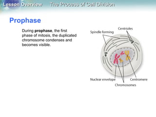 Lesson OverviewLesson Overview The Process of Cell DivisionThe Process of Cell Division
Prophase
During prophase, the first
phase of mitosis, the duplicated
chromosome condenses and
becomes visible.
 