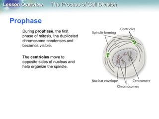 Lesson OverviewLesson Overview The Process of Cell DivisionThe Process of Cell Division
Prophase
During prophase, the first
phase of mitosis, the duplicated
chromosome condenses and
becomes visible.
The centrioles move to
opposite sides of nucleus and
help organize the spindle.
 