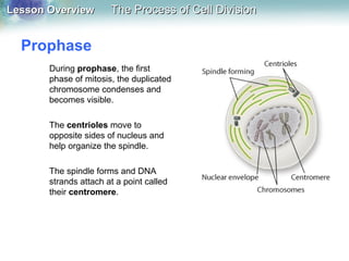 Lesson OverviewLesson Overview The Process of Cell DivisionThe Process of Cell Division
Prophase
During prophase, the first
phase of mitosis, the duplicated
chromosome condenses and
becomes visible.
The centrioles move to
opposite sides of nucleus and
help organize the spindle.
The spindle forms and DNA
strands attach at a point called
their centromere.
 