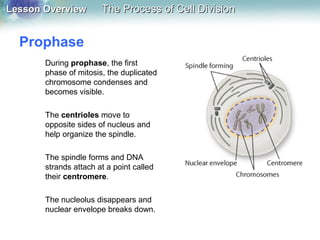 Lesson OverviewLesson Overview The Process of Cell DivisionThe Process of Cell Division
Prophase
During prophase, the first
phase of mitosis, the duplicated
chromosome condenses and
becomes visible.
The centrioles move to
opposite sides of nucleus and
help organize the spindle.
The spindle forms and DNA
strands attach at a point called
their centromere.
The nucleolus disappears and
nuclear envelope breaks down.
 