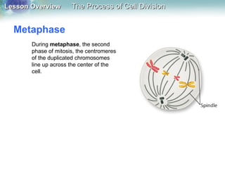 Lesson OverviewLesson Overview The Process of Cell DivisionThe Process of Cell Division
Metaphase
During metaphase, the second
phase of mitosis, the centromeres
of the duplicated chromosomes
line up across the center of the
cell.
 