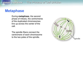 Lesson OverviewLesson Overview The Process of Cell DivisionThe Process of Cell Division
Metaphase
During metaphase, the second
phase of mitosis, the centromeres
of the duplicated chromosomes
line up across the center of the
cell.
The spindle fibers connect the
centromere of each chromosome
to the two poles of the spindle.
 
